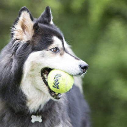 Honden speelgoed Kong hond Squeakair tennisbal met piep en touw, medium. For Sale