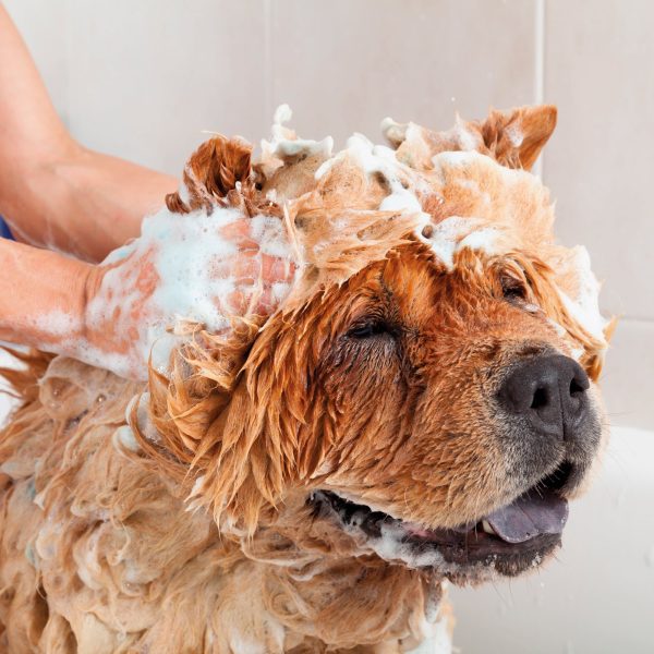 Vlooien shampoo Vlooien hond kat Online Sale